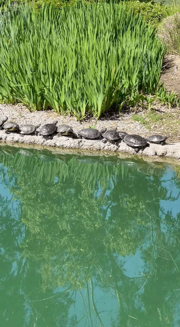 待ちに待った春がやってきた？カメたちが陸に上がってみんなで甲羅干し中！！【アメリカ・動画】