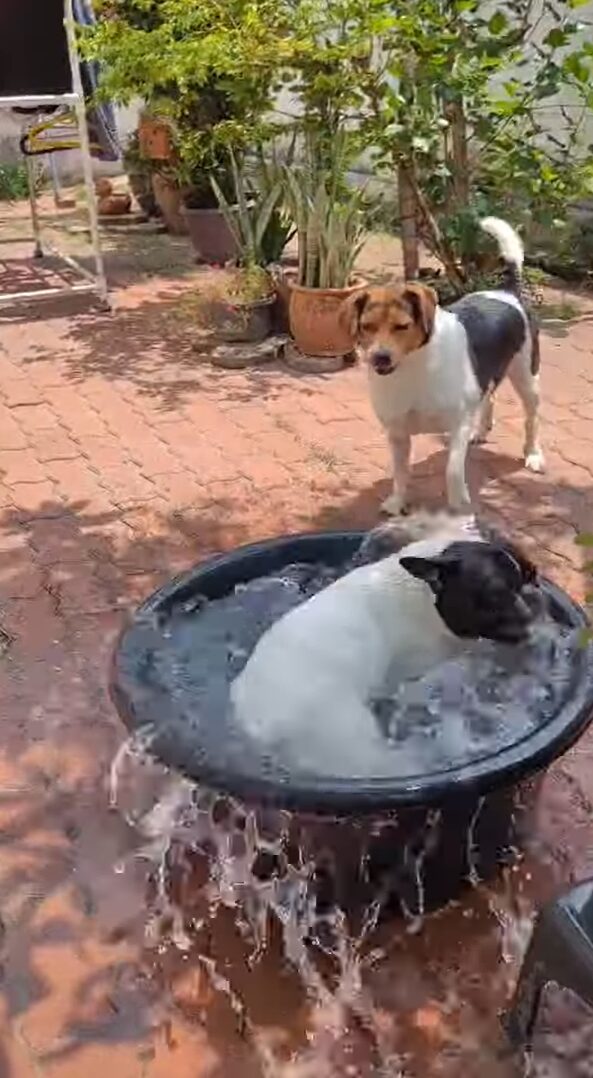 ダッシュで走ってきた子犬が向かった先は・・。タライに入って水遊び開始！！【海外・動画】