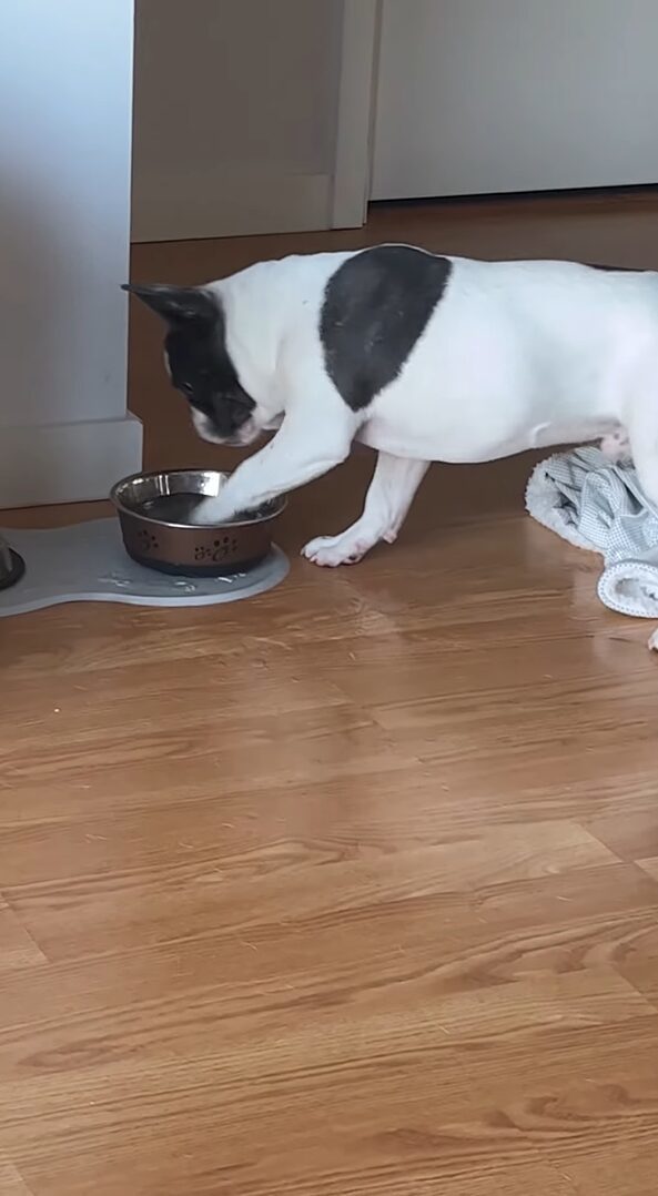 水が飲みたかったブルドッグの子犬にハプニング！おててを伸ばした次の瞬間！！【海外・動画】