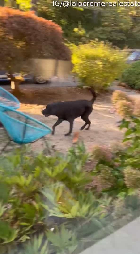 愛犬の親友は配達員さん！お届け物がなくても毎日遊ぶために寄ってくれるのです！！【アメリカ・動画】