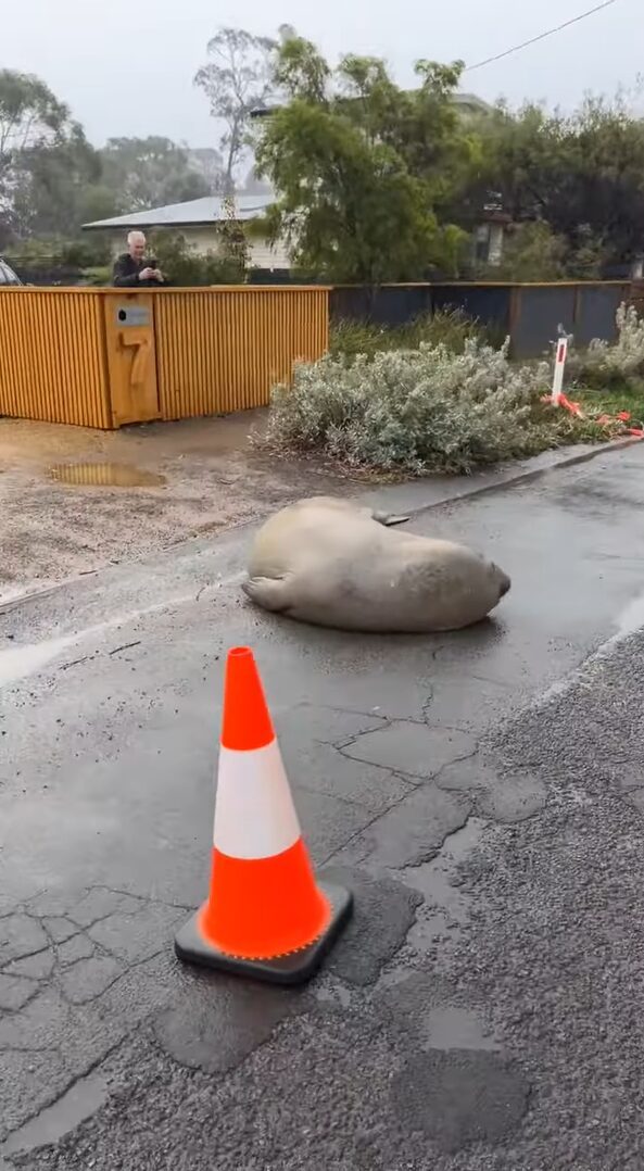 道路が一部閉鎖中！落石があったのかと思いきや・・岩ではなくアザラシだ！！【海外・動画】