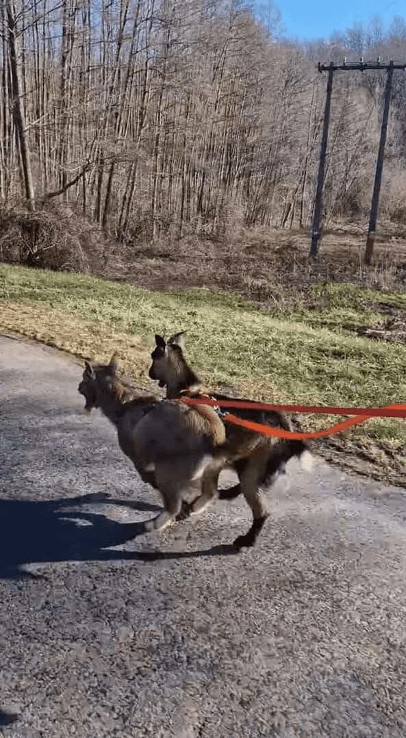 全力で走る2匹のミニヤギ。飼い主さんが乗るスケートボードもソリみたいに曳いていきます！！【海外・動画】