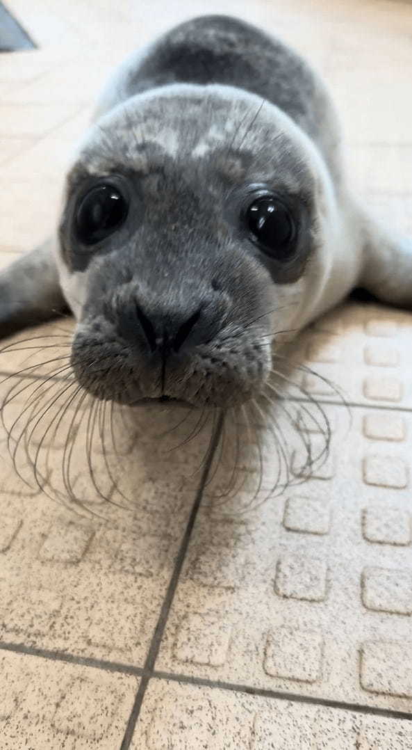 その姿が天使すぎる！ぴょんぴょん跳ねるように近づいてくるアザラシの赤ちゃん【海外・動画】