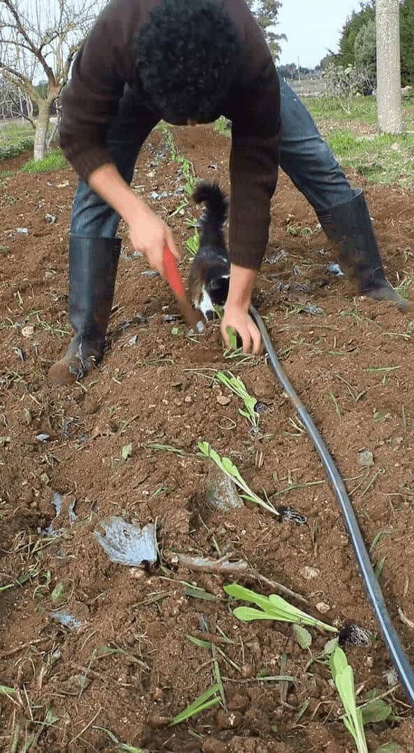 子猫が畑仕事のお手伝い？苗を植えたらひとなで、もうひとつ植えたらひとなで・・、ご褒美担当中！！【海外・動画】