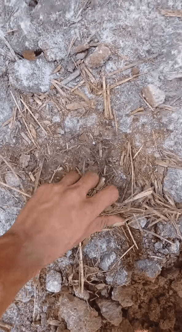 農場の整地をしていたらビックリ！なんと、地面には鳥の巣が！しかもそこには卵と孵化したばかりのヒナの姿しかなかったのです【海外・動画】