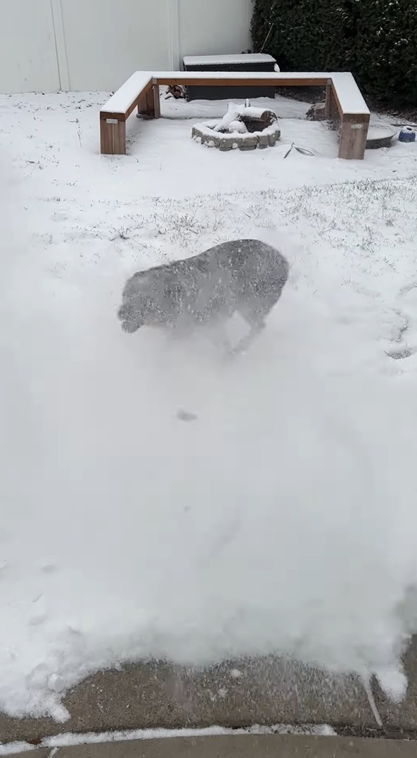 ブロワーで除雪作業をしていたら・・。ブルーヒーラーがはしゃいで楽しそう！！【アメリカ・動画】