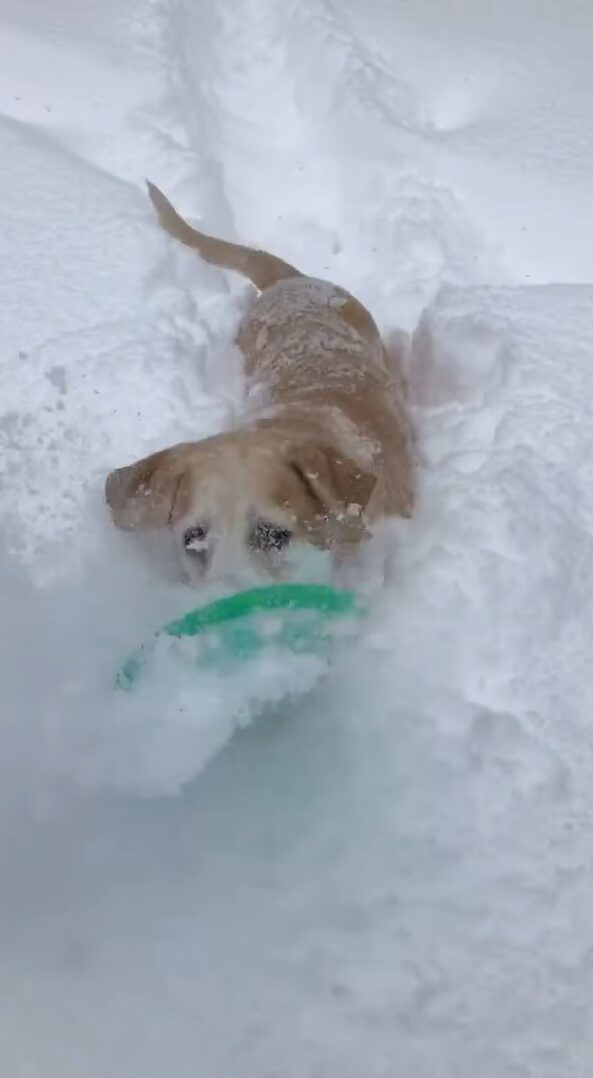 もう1回！雪の中にフリスビーを取りに行った愛犬はまだまだ遊びたい！！【アメリカ・動画】