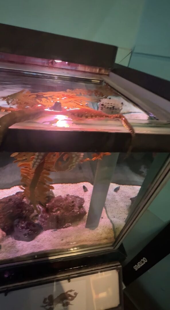水槽から脱走を目論んだタコ。押しとどめようとしたところ・・、すくい網を奪われた！！【アメリカ・動画】