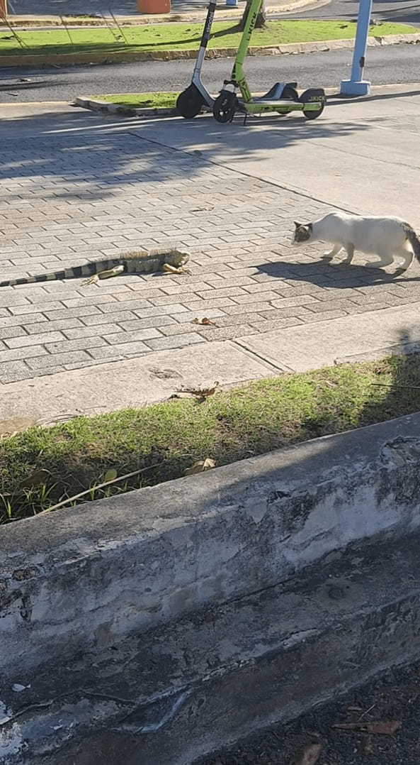 猫もビックリ！？足を止めて警戒した素振りを見せるその相手というのは・・【アメリカ・動画】