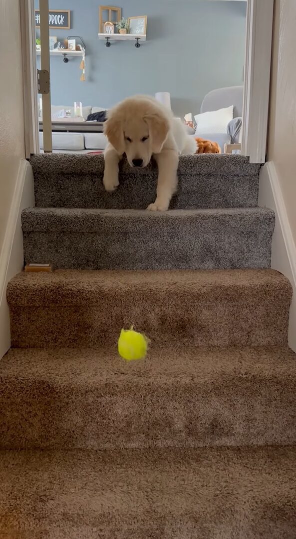 子犬が好きなのはボール遊び！ではなく・・階段から落としたボールを人間に取って来させること！？【アメリカ・動画】