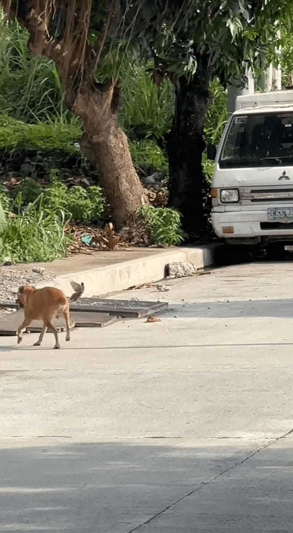 もしかして遊ばれちゃってる！？犬が小鳥にちょっかいをかけられています！！【海外・動画】