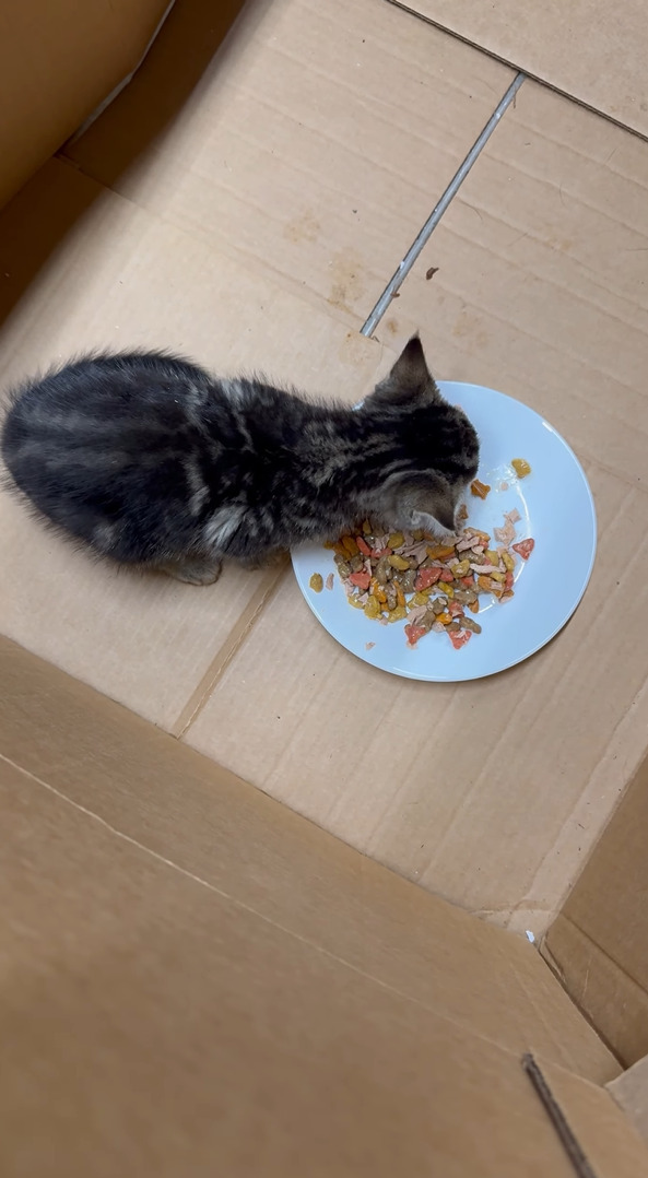 個室でそれぞれ食事をする子猫たち。みんな美味しいごはんに夢中です！！【アメリカ・動画】