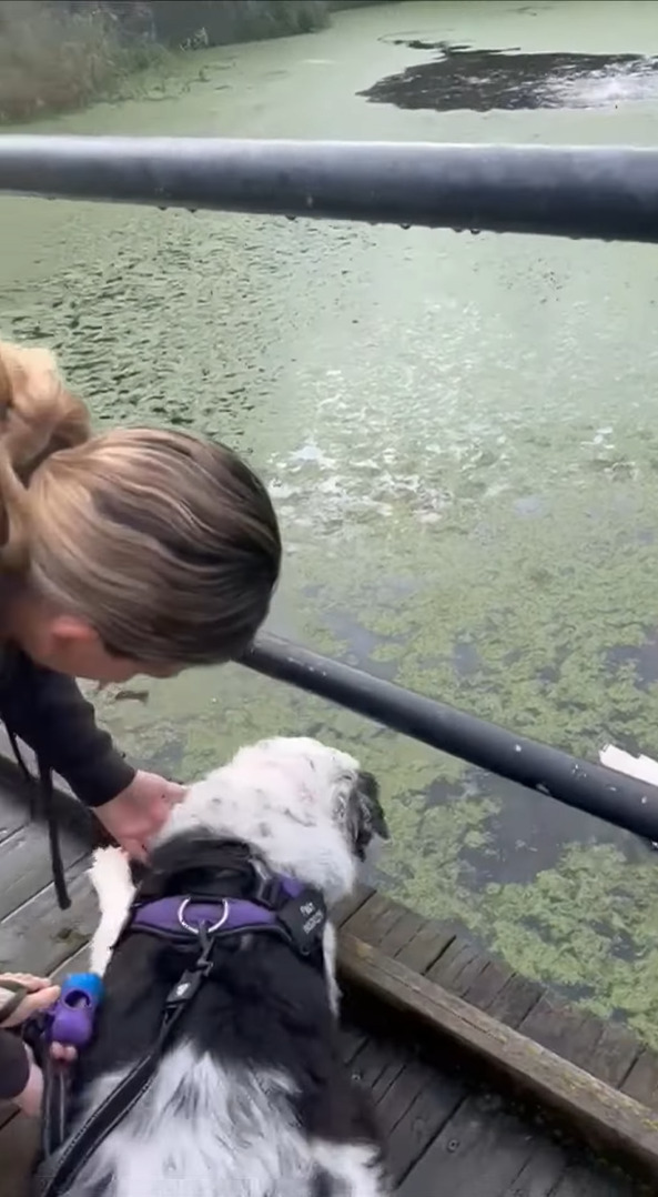 水面を泳ぐアヒルの姿をしげしげと見つめる犬。飼い主さんが「あっちへ行こう」の意味で「GO!」と言ったところ、ある勘違いをしたらしく・・！