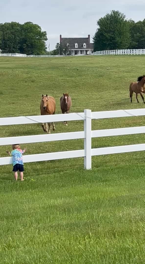 近所の牧場の馬たちと仲良しな男の子。この子が呼びかけるように声を上げながら柵をパンパン叩くと・・【アメリカ・動画】