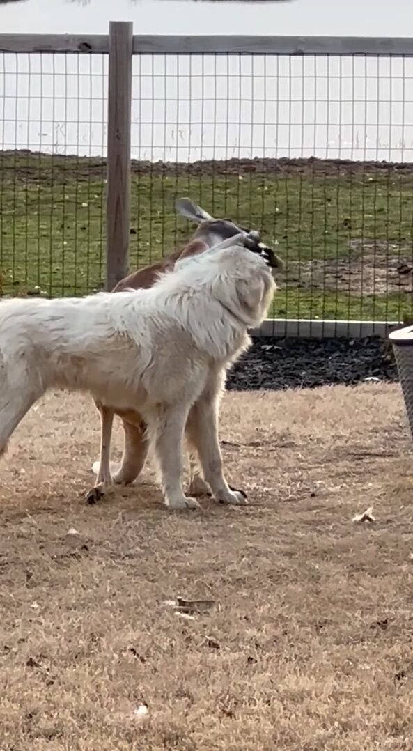 グレートピレニーズとカンガルーは大の仲良し！ぎゅっとハグしているカンガルーがかわいすぎる【アメリカ・動画】