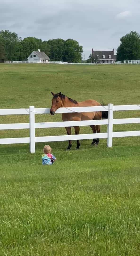 近所の牧場の馬たちと仲良しな男の子。この子が呼びかけるように声を上げながら柵をパンパン叩くと・・【アメリカ・動画】