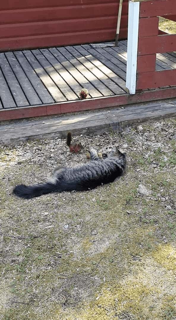 猫の遊び相手はリス！？飛びかかってきたお友達をギュッと抱きしめて猫は満足そう！！【海外・動画】