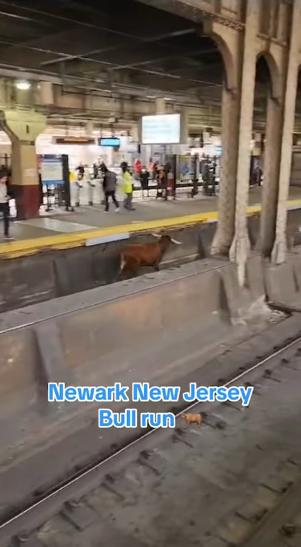 線路を走りホームにやってきたのは電車ではなく・・、なんとウシが駆けてきた！！【アメリカ・動画】