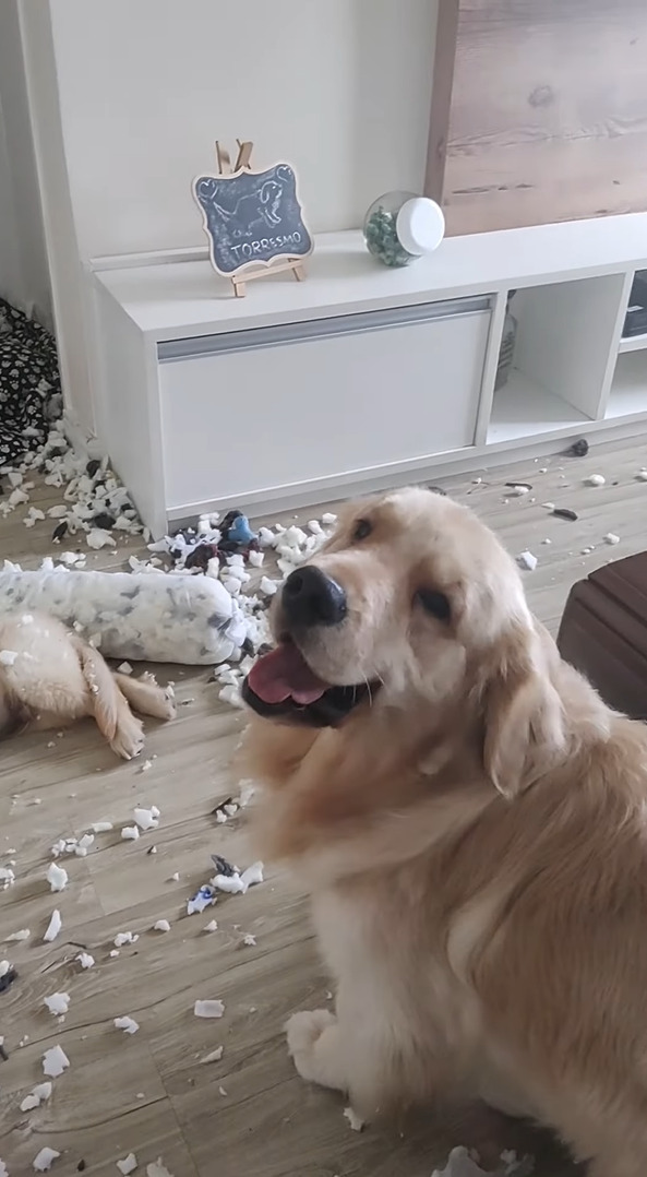 気持ちよさそうにお昼寝している子犬。ところがその周りには・・、とんでもないイタズラの惨状が広がっていました！！