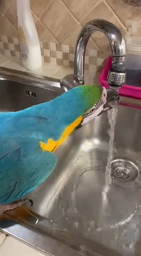 お水が飲みたいルリコンゴウインコ。なんと自分で蛇口を開いて水を出してみせました！！【海外・動画】