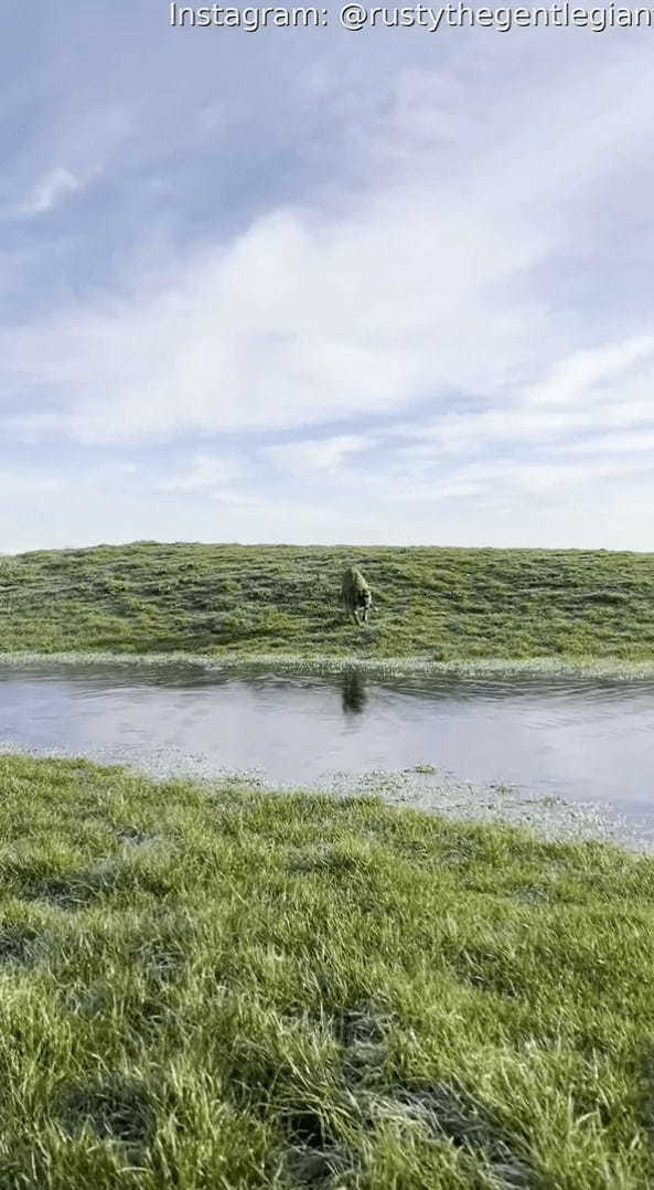 原っぱを元気に駆ける愛犬。水たまりの上も走って渡るのかと思いきや・・、この子もびっくりするハプニングが！！