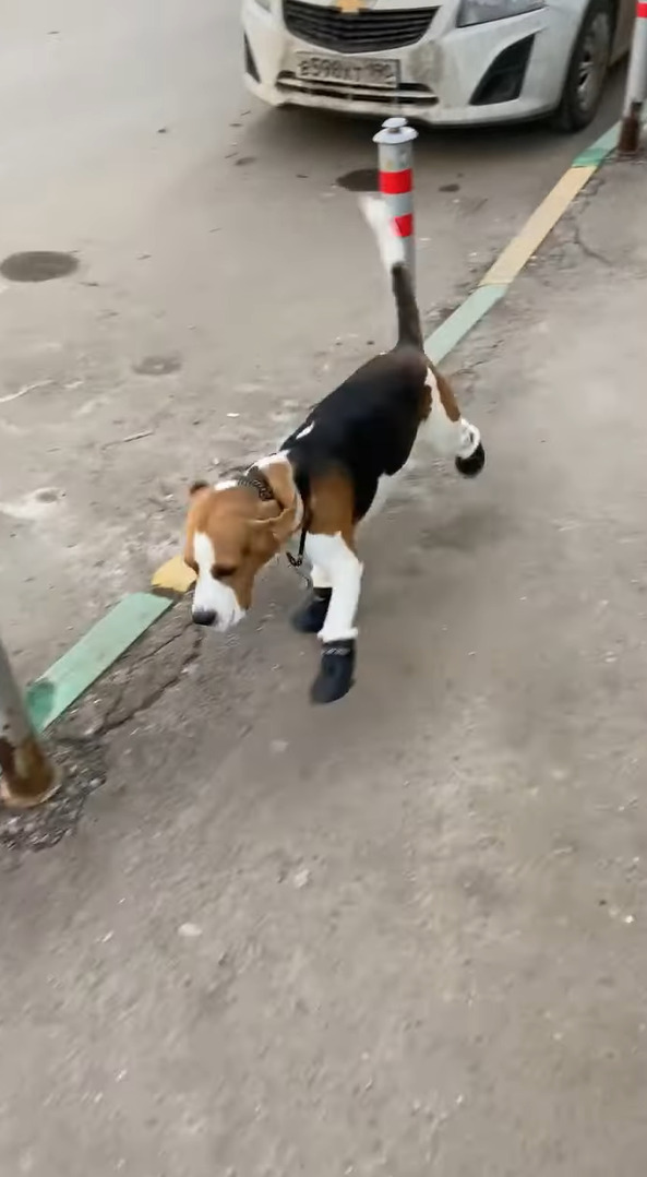 肉球が冷えてしまうだろうと愛犬に靴を履かせた結果・・。慣れないので歩くのも大変みたい！！【海外・動画】