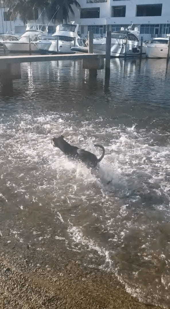 ビックリ！暑いからと水に入った犬！そこには魚の群れがいたようで【テンション爆上がり】