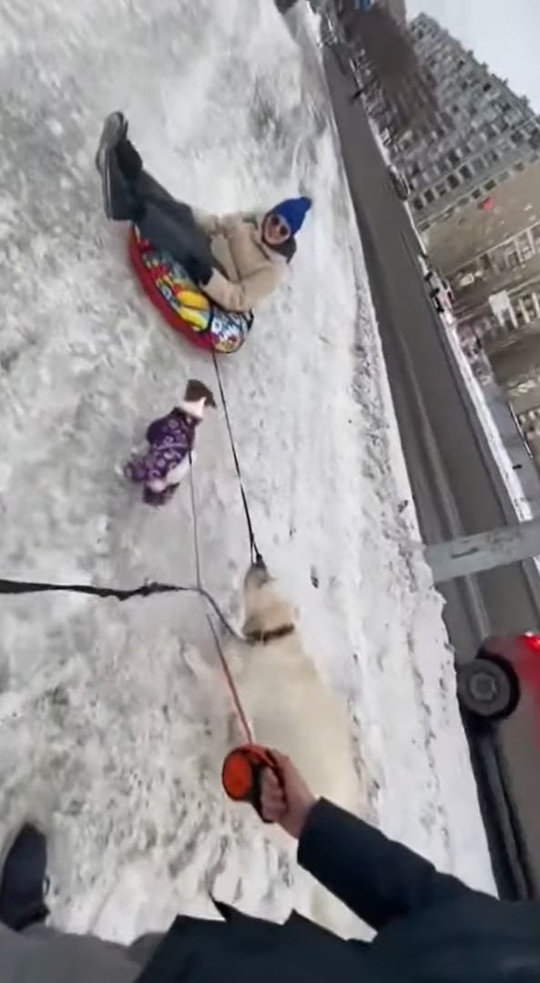 凍った雪道でソリを曳こうとする懸命に引っ張る犬。そこに心強い味方がやって来たぞ！！