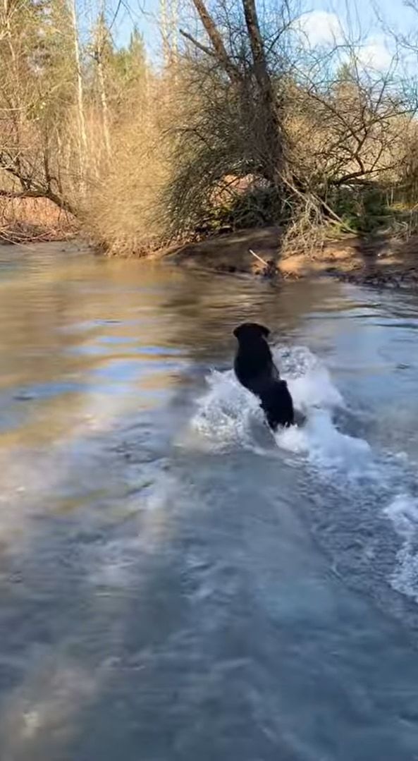 川遊びする犬たち。ラブラドールレトリバーは飼い主さんが投げた木の枝を川の中に取りに行きましたが、コーギーにはちょっと深い場所もあるようです