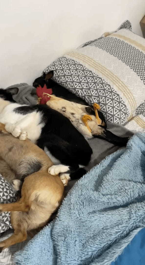 平和過ぎる光景にほっこり。みんなでベッドに横になっているのは、愛猫と2匹の愛犬そして・・ニワトリです！！！！
