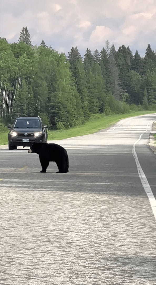 クマの親子が道路を行ったり来たり。子グマが道路を渡ったと思ったら、引き返して茂みの中へ。この行動にはある理由が！！【海外・動画】