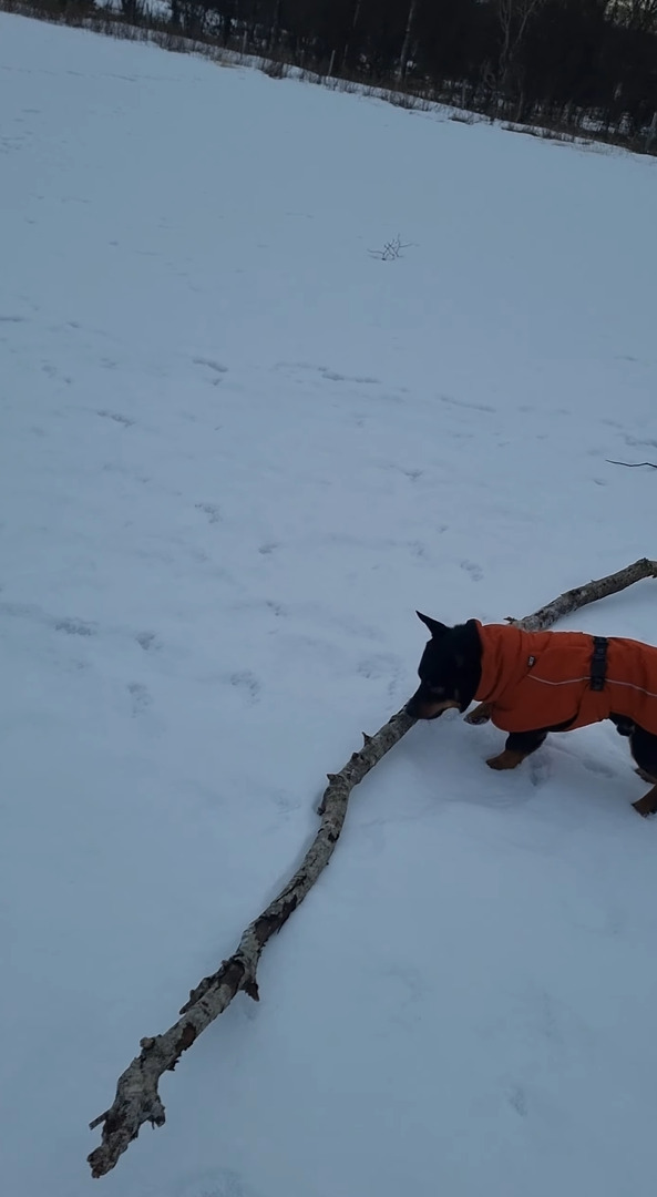 雪原で大きな木の枝を見つけた犬。気に入ったので持ち帰ろうとしますが・・、大きすぎるし足元は不安定だしで運ぶのが大変そう！！