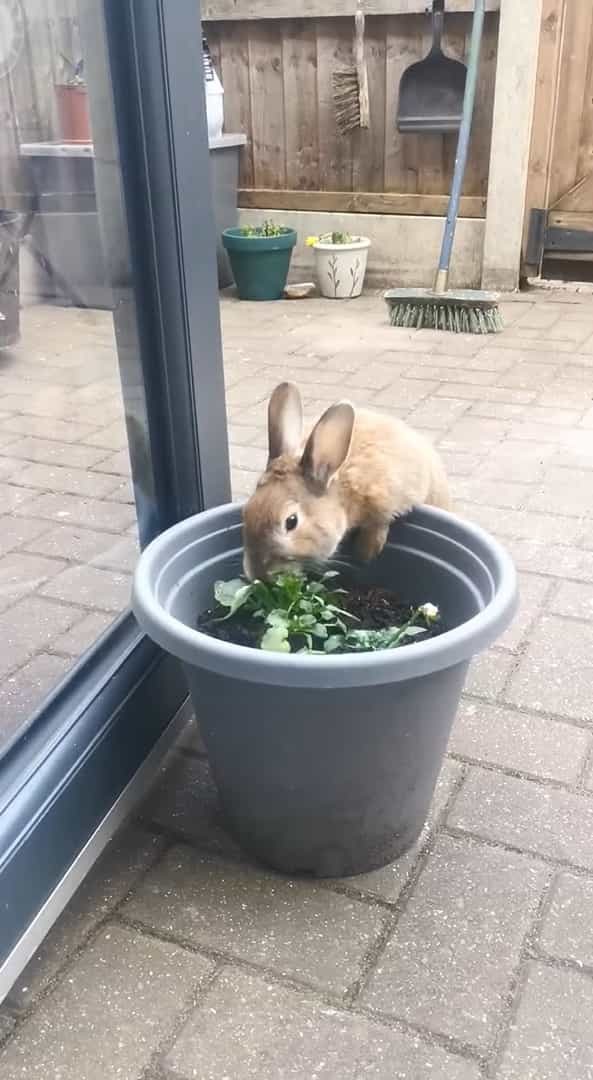 ウサギは植木鉢でいい感じのごはんを発見！！しかもつついていたら、根っこごとゲットできたので大喜び！！【海外・動画】