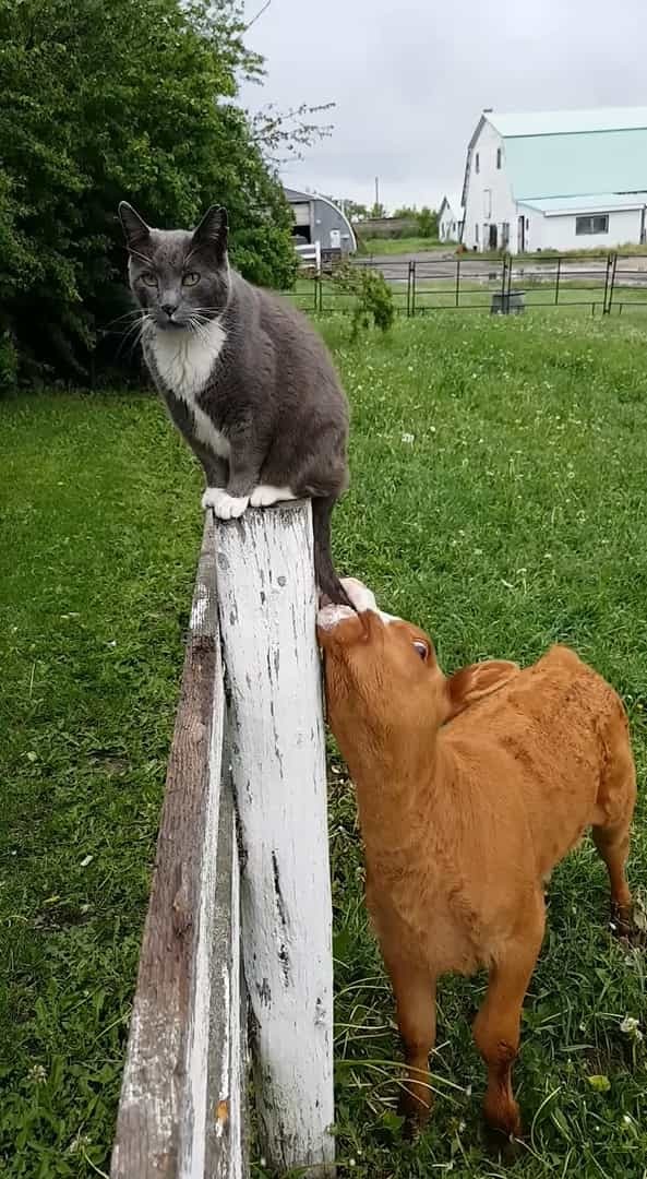 生まれたばかりの子牛は柵に腰掛ける猫の・・シッポが気になるみたい。じっと見つめていたと思ったらビックリする行動に出ました！【海外・動画】