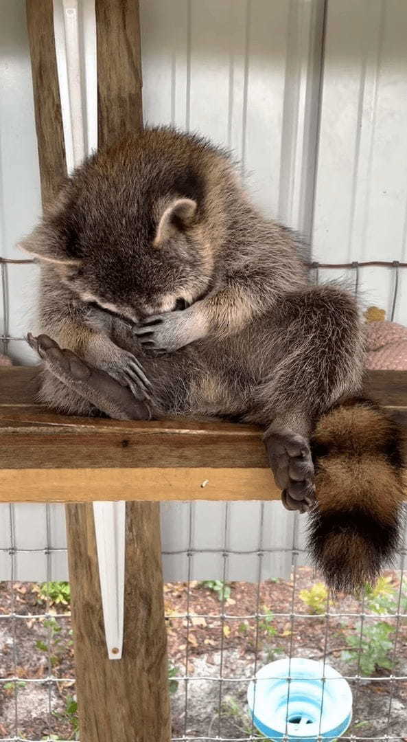 救助保護されたアライグマ。自分が野生動物だったことはすっかり忘れたようで、安心しきった無防備な寝姿を見せてくれました