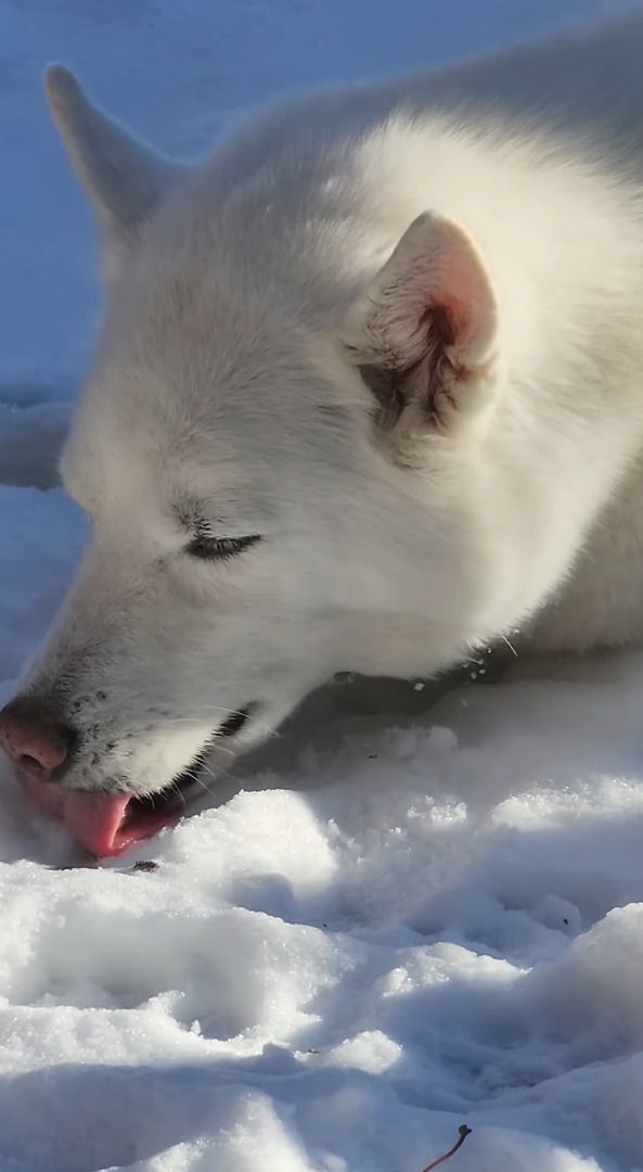 雪が降った後の庭にうずくまるハスキー犬。これでも雪を楽しんでいるようですよ？【アメリカ・動画】