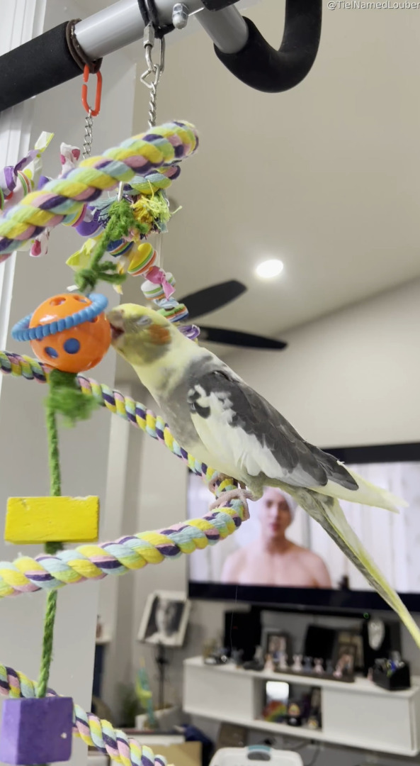 ご機嫌そうに歌っていたオカメインコの様子が豹変！？オレンジのボールを宿敵のように突き始めました！！