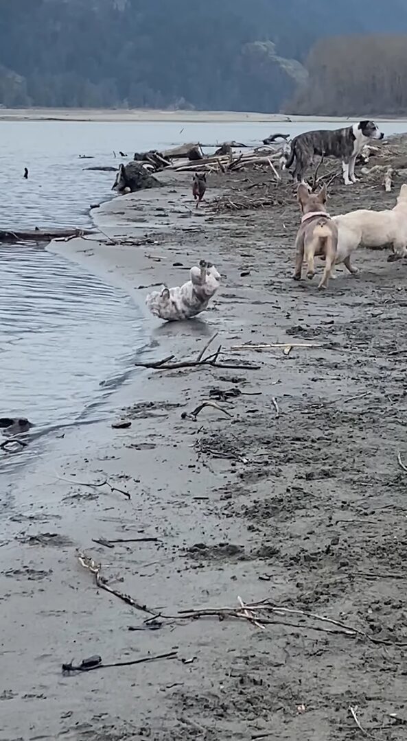 ビーチを駆け回る犬たち。元気な1匹の体がブルドッグの子犬の足にひっかかりハプニングが！！【海外・動画】