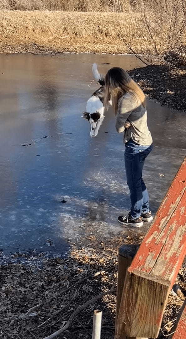 氷の上に立つボーダーコリー。飼い主さんのマネをしようとしたところ大失敗してしまうのですが・・・、諦めることなく再挑戦！！