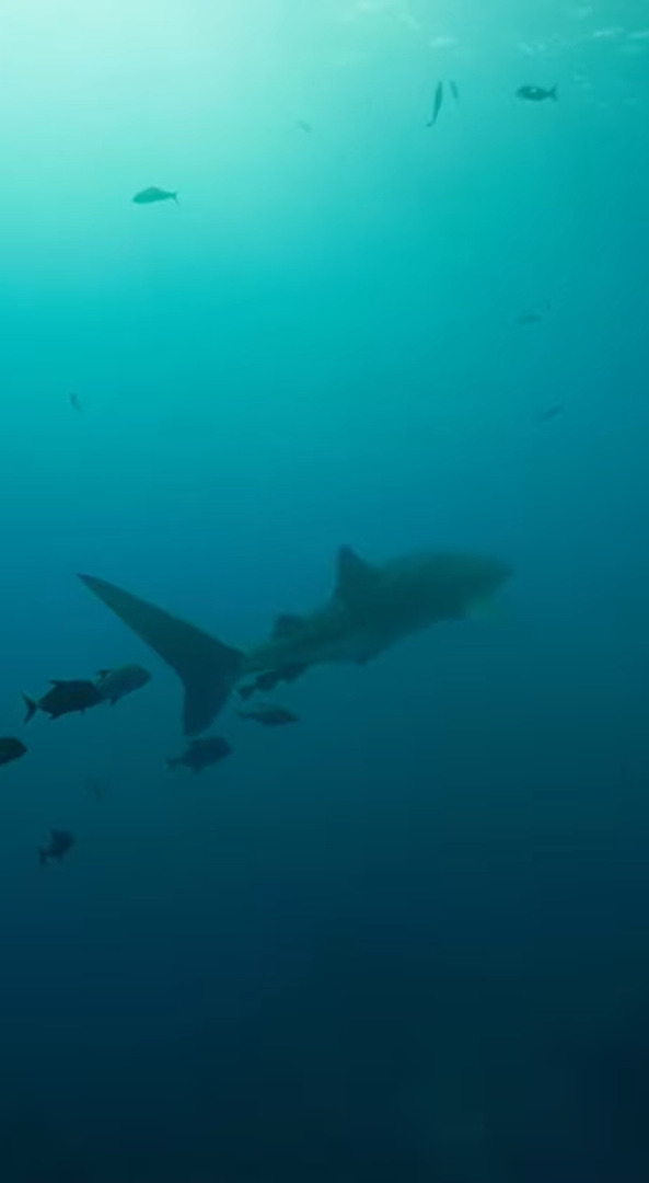 メキシコの海で出会ったジンベイザメ。頭上を掠めるようにゆっくり泳いで進んでいくその姿は圧巻です！！【海外・動画】