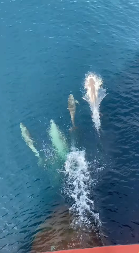 コンテナ船を先導するようにして泳いでいるのは・・イルカの群れ！これには船員たちも大興奮！！【海外・動画】