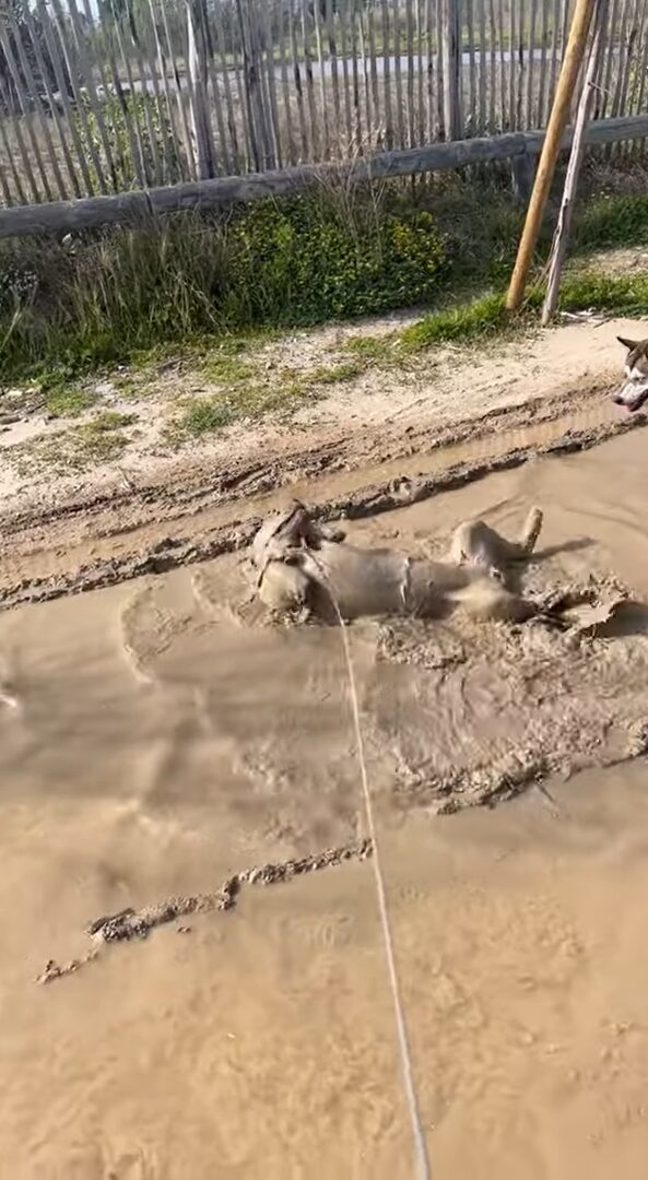 ここまで来るともう犬種も分からない！全身泥パックするように水遊びするのは・・ゴールデンレトリバー！？【海外・動画】