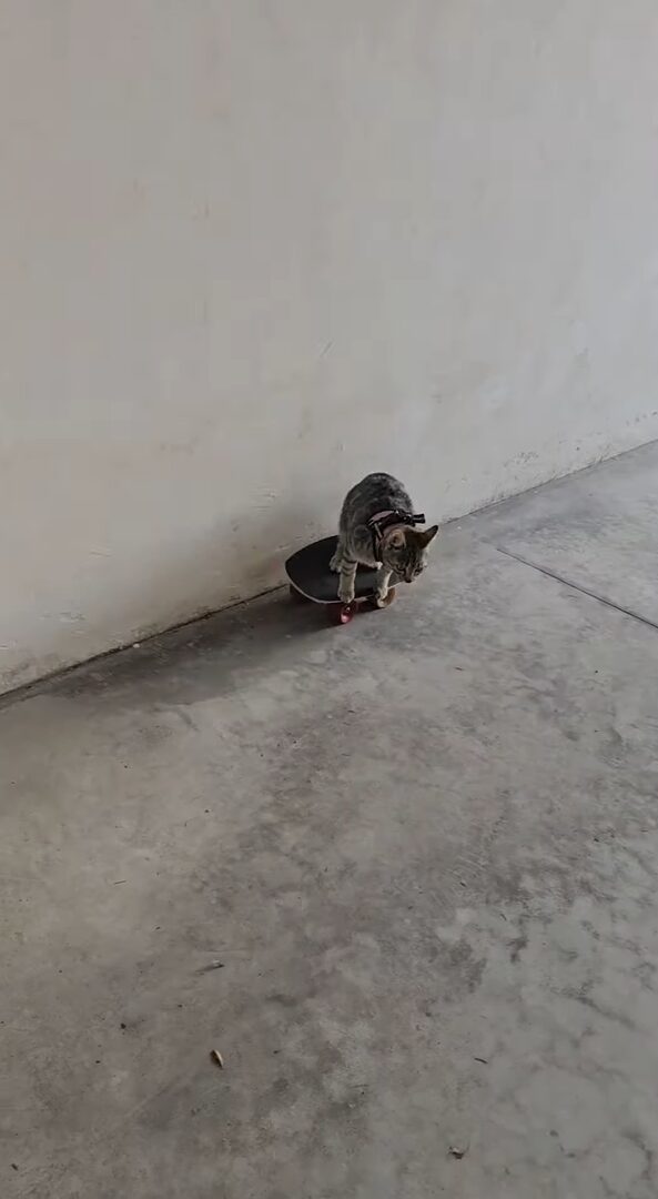 子猫の特技はスケートボード！？カーブして壁も避けちゃいます！！【海外・動画】