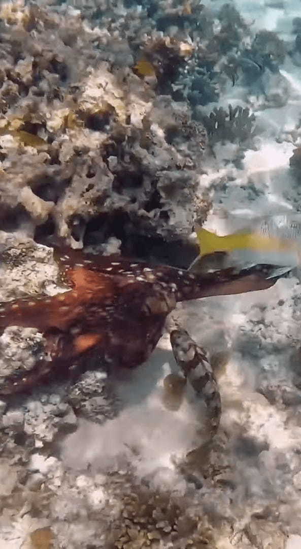 タコが怒った？魚に突かれた直後の行動にビックリ！！【海外・動画】