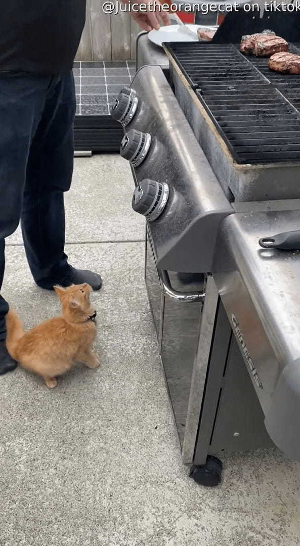 バーベキューに参加した子猫は、グリルで焼かれるお肉が気になるみたい！「ちょうだい！」と訴えるかのように鳴き声をあげています【海外・動画】