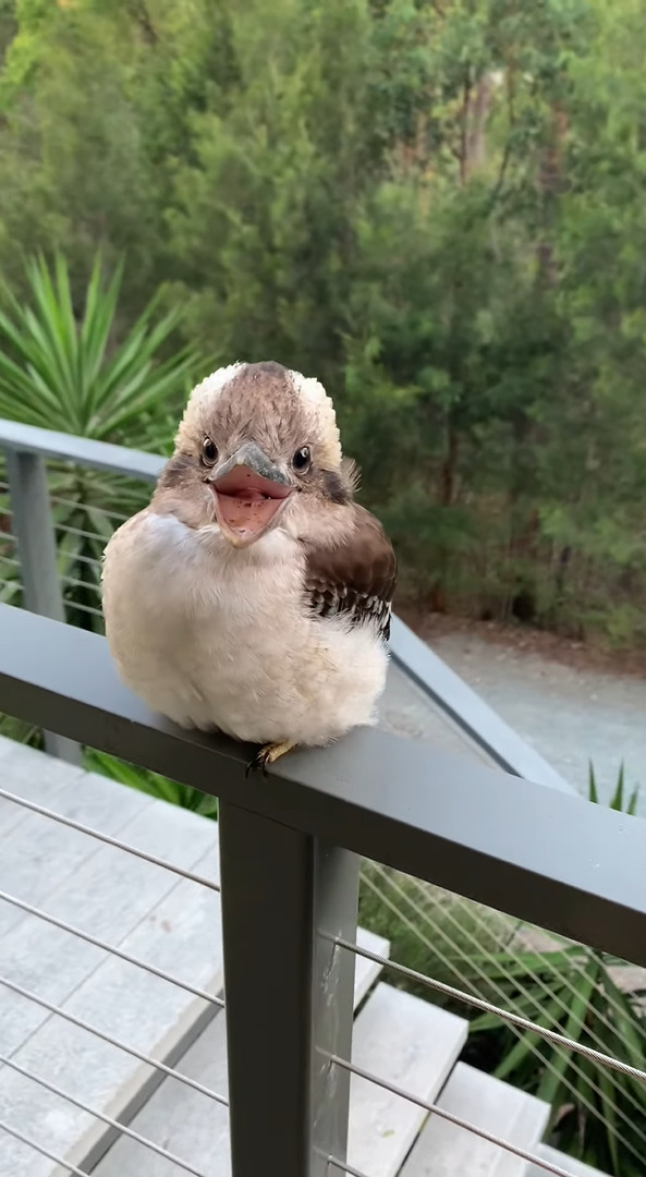 フワフワまんまるフォルムでただでさえかわいいワライカワセミのヒナ。笑顔を向けてくれているかのような姿がかわいすぎる！！【海外・動画】