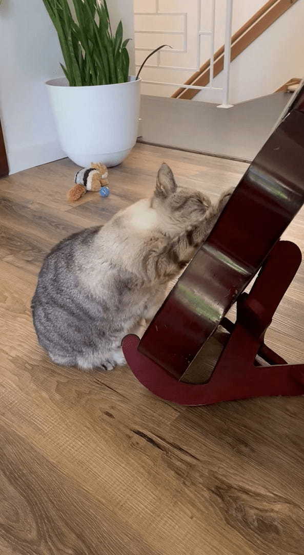 猫がギターを弾く!?弦をくわえて音を上手に奏でています!!【海外・動画】