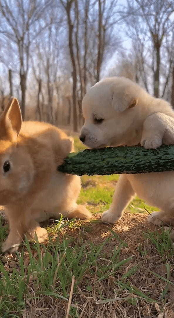 なんだかふたりともぬいぐるみみたいにかわいい！ズッキーニをもぐもぐするウサギとそれを見守る子犬