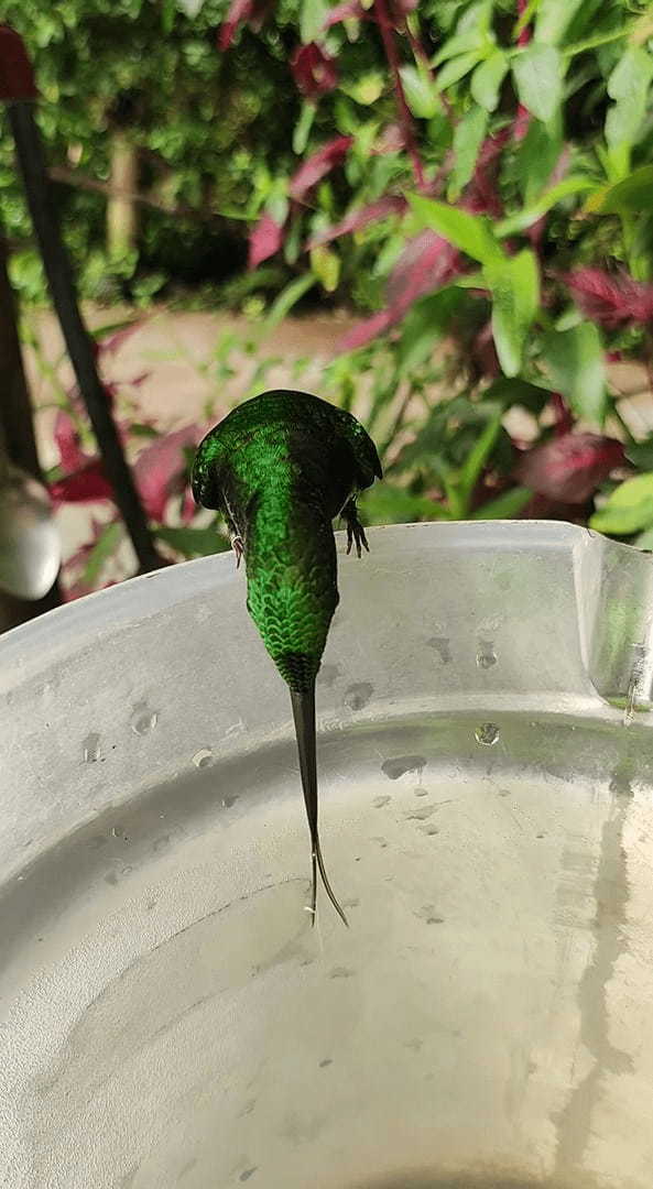 くちばしの2倍といわれるエンビテリハチドリの舌。水を飲むのに伸ばしたその舌は・・もしかして2股にも分かれているの？？