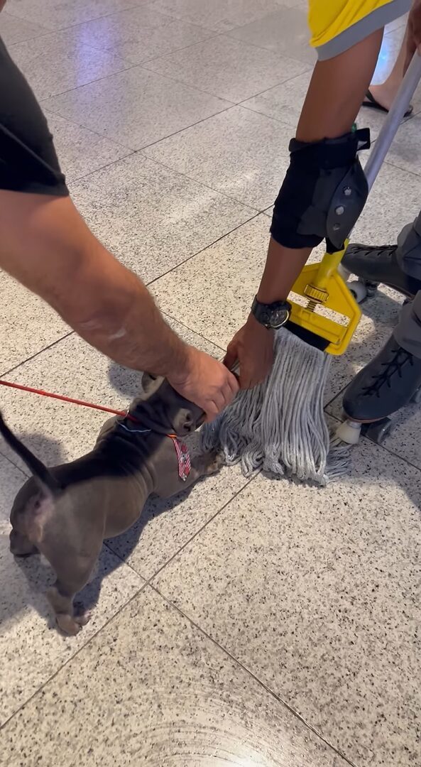 子犬がショッピングモールでお気に入りのオモチャを発見！飛びかかって噛みついくほど気に入ったのは・・【海外・動画】